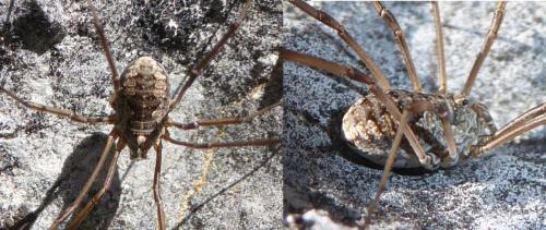 Réf. 296 280 : Phalangium opilio